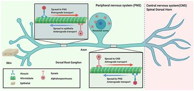 Compartmentalized Neuronal Culture for Viral Transport Research